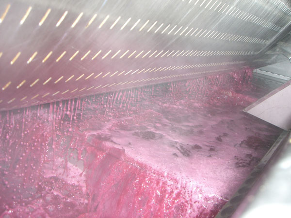 Vinification du pinot noir